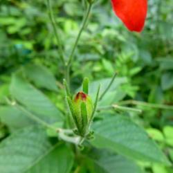 Uploaded by scvirginia