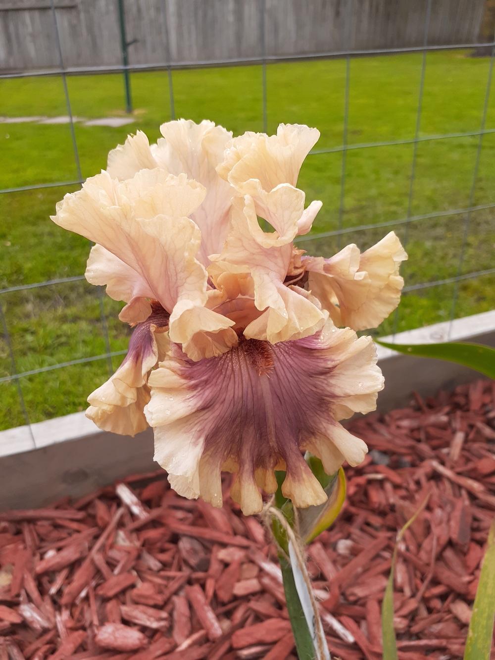 Photo of the bloom of Tall Bearded Iris (Iris 'Painted Words') posted