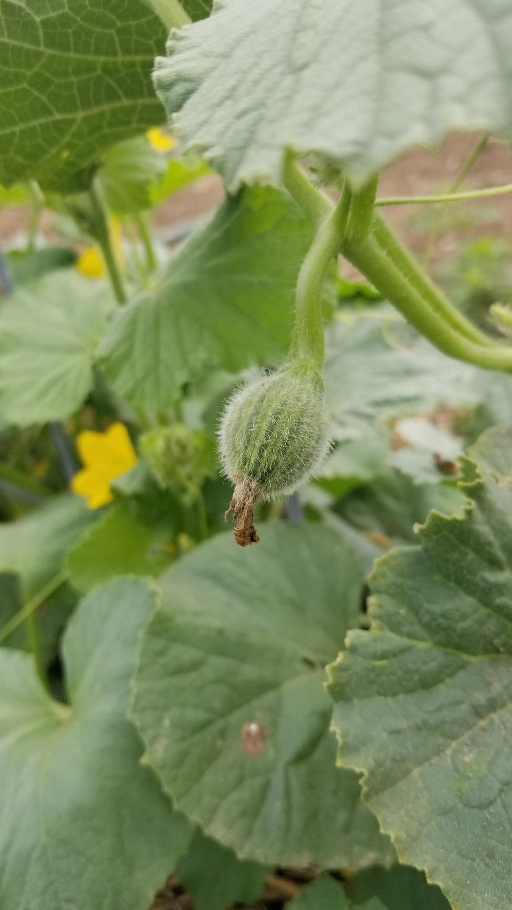 Photo of the entire plant of Melon (Cucumis melo 'Kajari') posted by