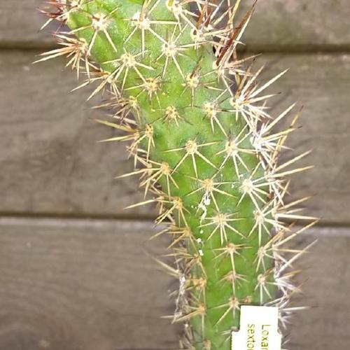 Borzicactus sextonianus