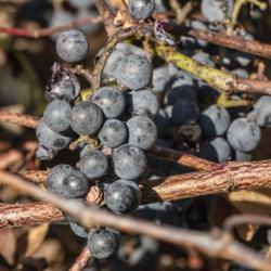 Location: Gallup Park, Ann Arbor, Michigan
Date: 2020-10-16
Fittingly, this vine of Vitis riparia was growing on the bank of 