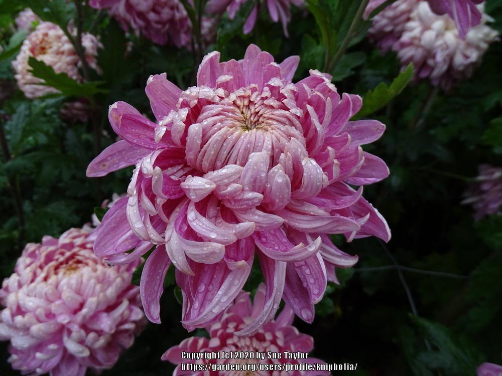 Photo of the bloom of EarlyFlowering Intermediate Chrysanthemum