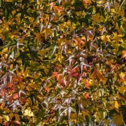 Location: Gallup Park, Ann Arbor, Michigan
Date: 2020-10-16
Pick a color.  It's in there (except for blue)!  A typical fall c