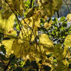 Location: Gallup Park, Ann Arbor, Michigan
Date: 2020-10-16
This wild grape vine provided a nice yellow-green contrast to the