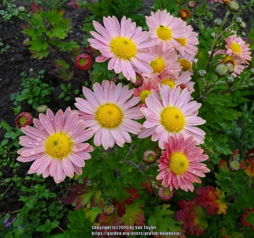 Single Korean Chrysanthemum (Chrysanthemum 'Perry's Peach')