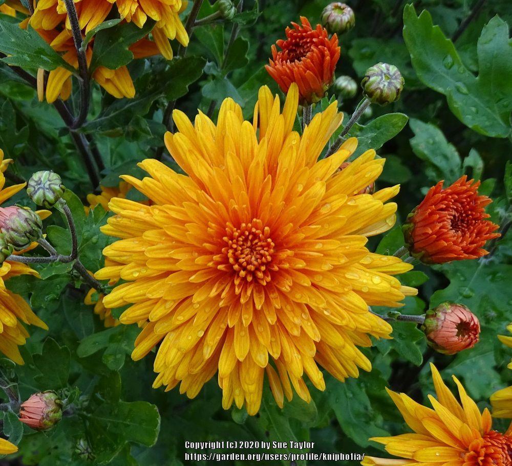 Reflexed Korean Chrysanthemum (Chrysanthemum 'Ruby Raynor')