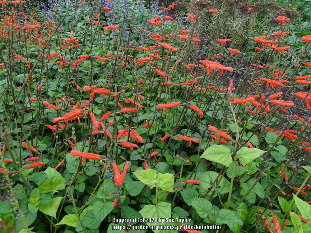 Creeping Mexican Sage (Salvia stolonifera) in the Salvias Database