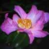 Cleopatra Camellia 020