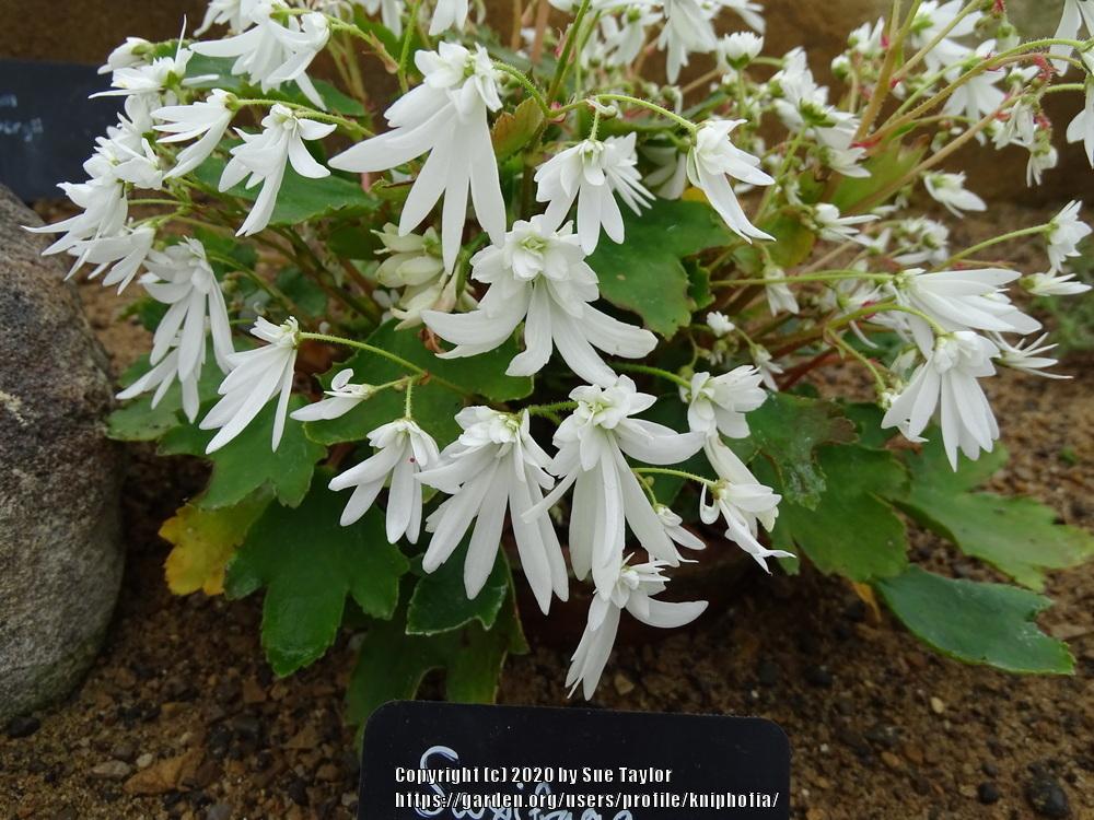 Saxifrage (Saxifraga fortunei 'Shiranami')