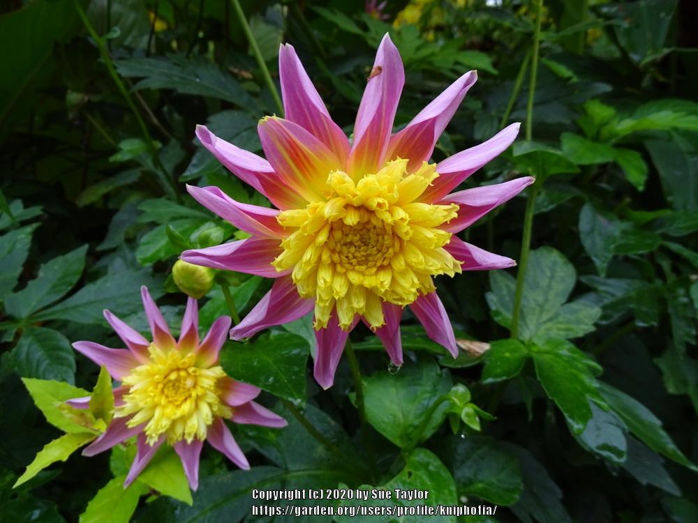 Dahlia 'Ryecroft Jim' in the Dahlias Database