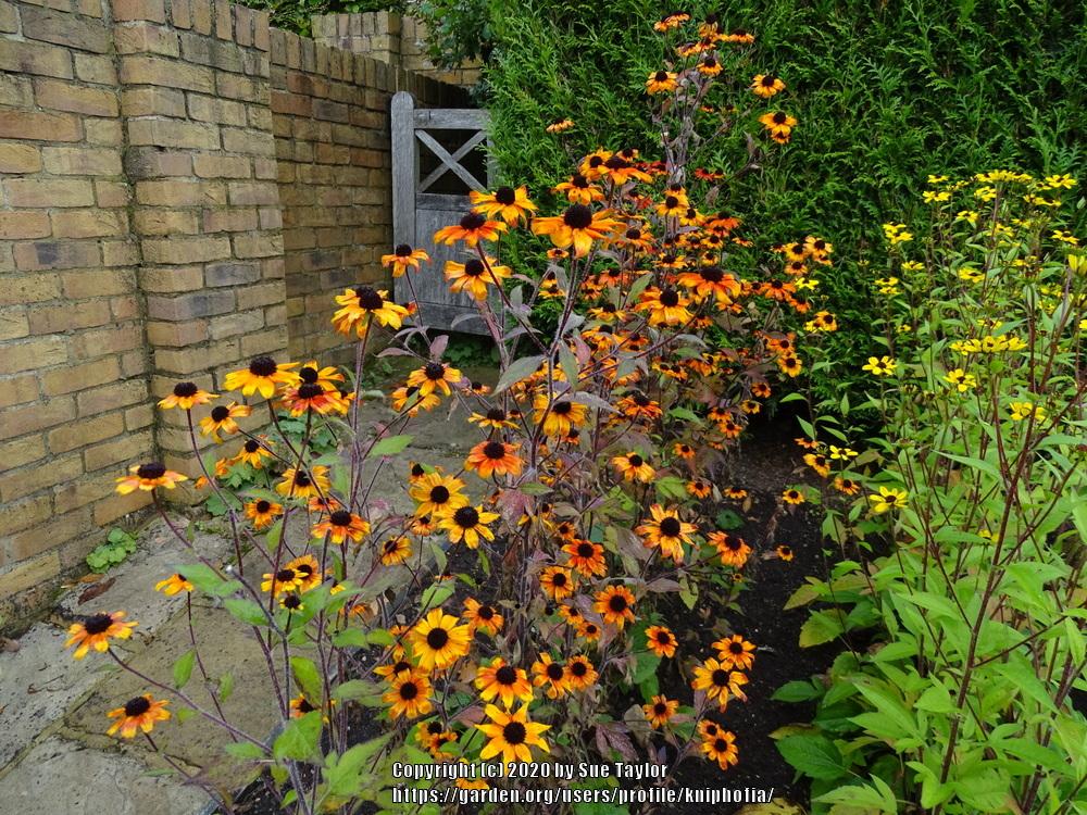 Black Eyed Susan (Rudbeckia triloba 'Prairie Glow') in the Black Eyed