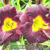 Location: southern KYDate: 2020-06-10