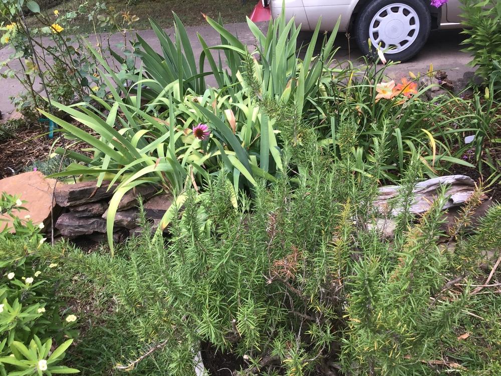 Rosemary dying in the Ask a Question forum