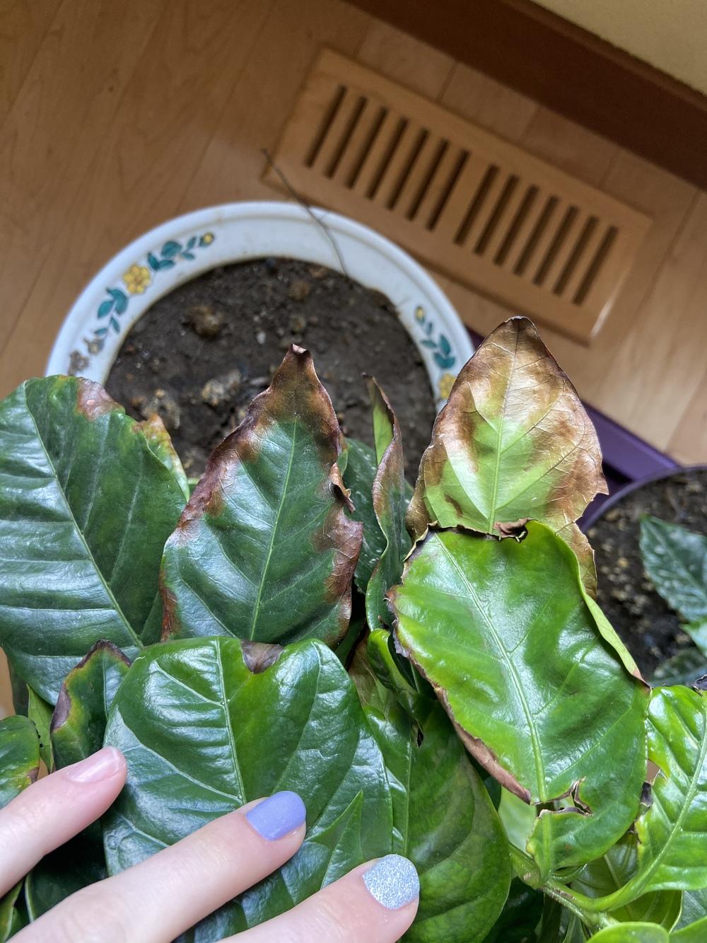 Coffee Plant Leaves Turning Brown and Falling Off in the Ask a Question