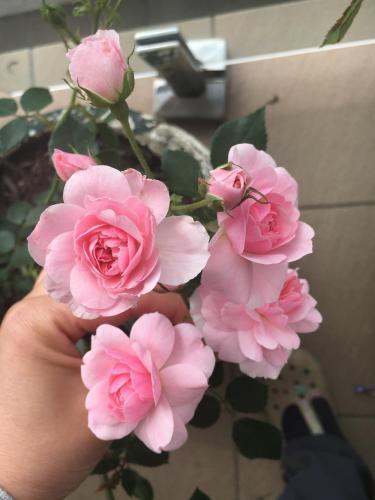 Too Many Roses too many buds? in the Roses forum - Garden.org