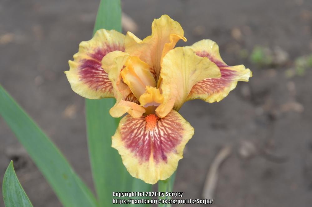 Standard Dwarf Bearded Iris (Iris 'Eye of the Tiger') in the Irises
