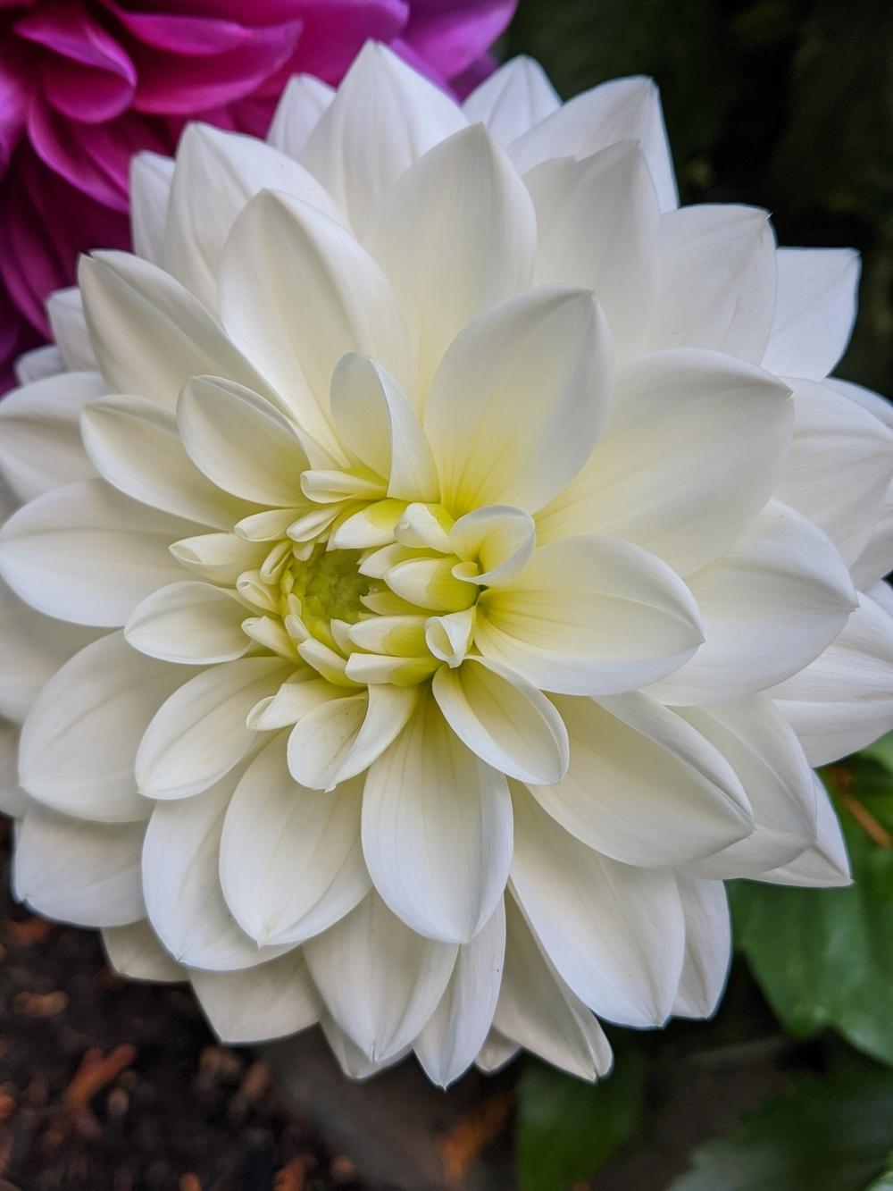 Dahlia ‘Karma Serena’ in the Dahlias Database - Garden.org