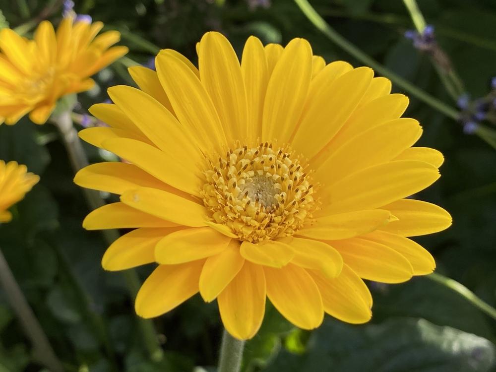 Gerbera Daisy (Gerbera Garvinea® Sweet Smile)
