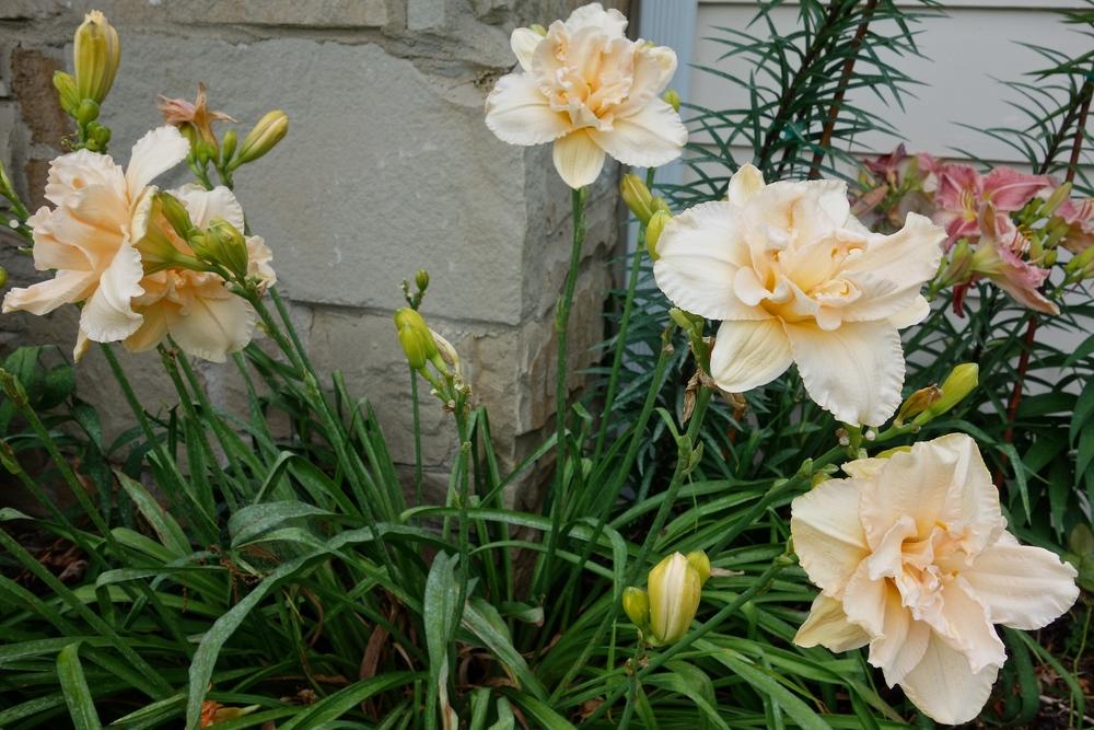 Daylily of the Day Land of Cotton in the Plants of the Day forum