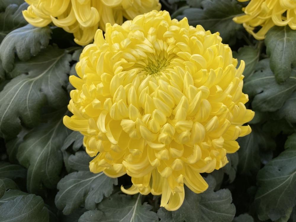 Irregular Incurve Mum (Chrysanthemum ‘King’s Pleasure’) - Garden.org
