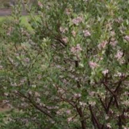 Manzanita (Arctostaphylos 'Austin Griffiths')