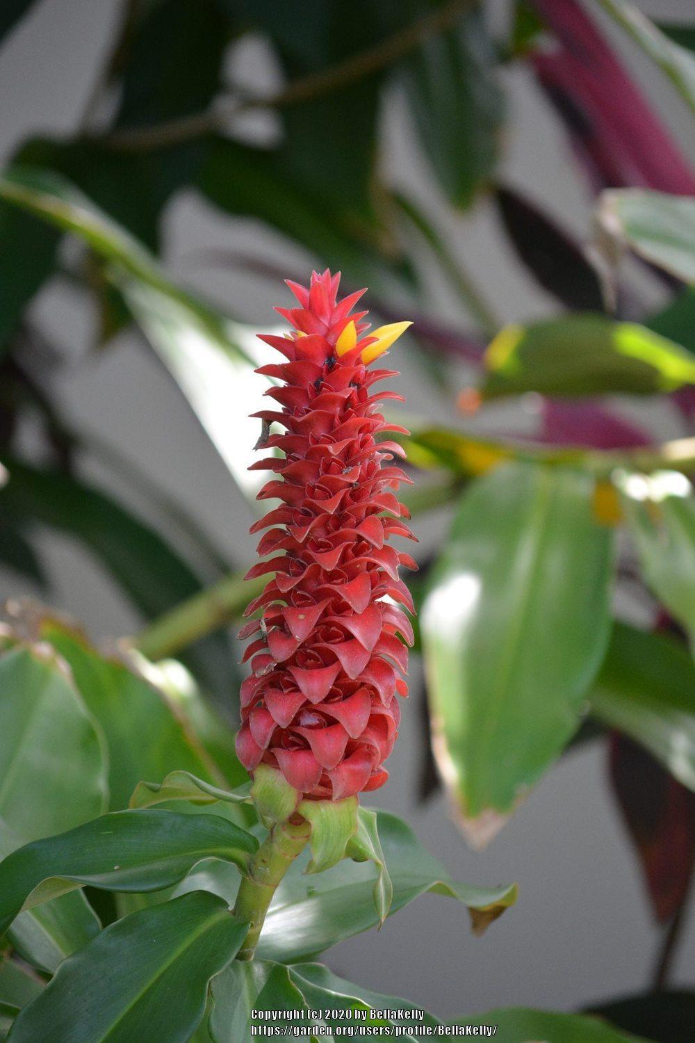 Spiral Ginger (Costus barbatus)
