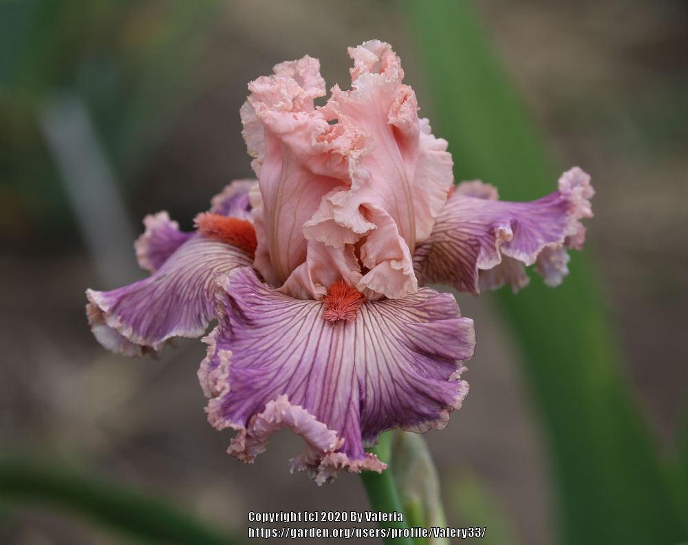 Tall Bearded Iris (<i>Iris</i> 'Georgette Silk')