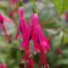 Photo courtesy of Joy Creek Nursery