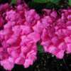 Photo courtesy of Joy Creek Nursery