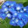 Photo courtesy of Joy Creek Nursery
