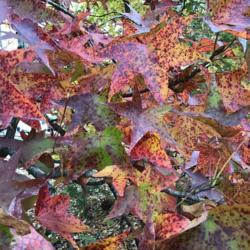 Location: Downtown Russellville
Date: November 8 2020
Coat of many colors