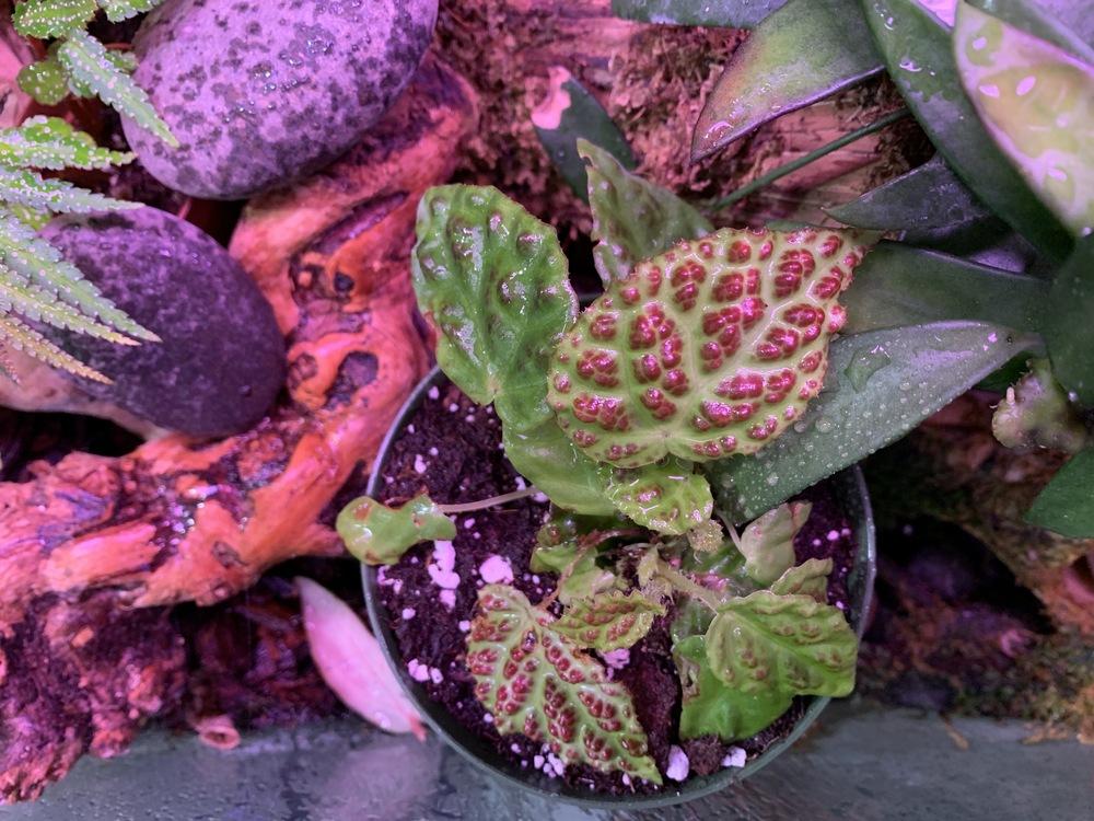 Begonia (Begonia dracopelta) in the Begonias Database