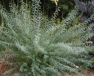 Dwarf Blue Leaf Arctic Willow (Salix purpurea 'Nana') - Hardy and Compact Shrub for Cold Climates Dwarf Blue Leaf Arctic Willow (Salix purpurea 'Nana') - Hardy and Compact Shrub for Cold Climates