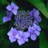 Photo courtesy of Joy Creek Nursery