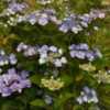 Photo courtesy of Joy Creek Nursery