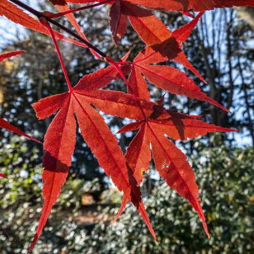 Japanese Maple (Acer palmatum 'Beni Otake')