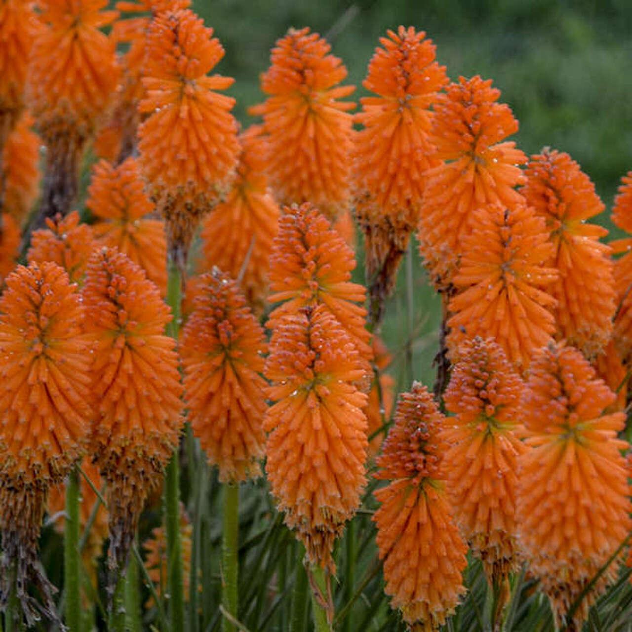 Torch Lily (Kniphofia Pyromania™ Orange Blaze) in the Torch Lilies