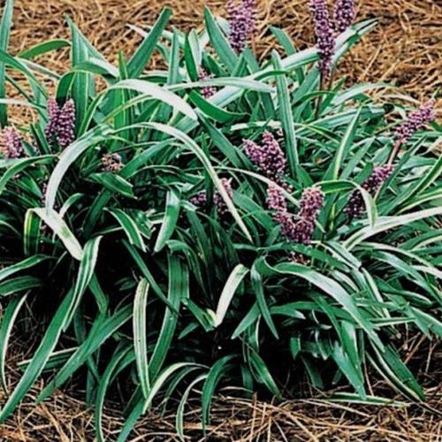 Variegated Lily Turf (Liriope muscari 'Silver Midget') in the Liriopes