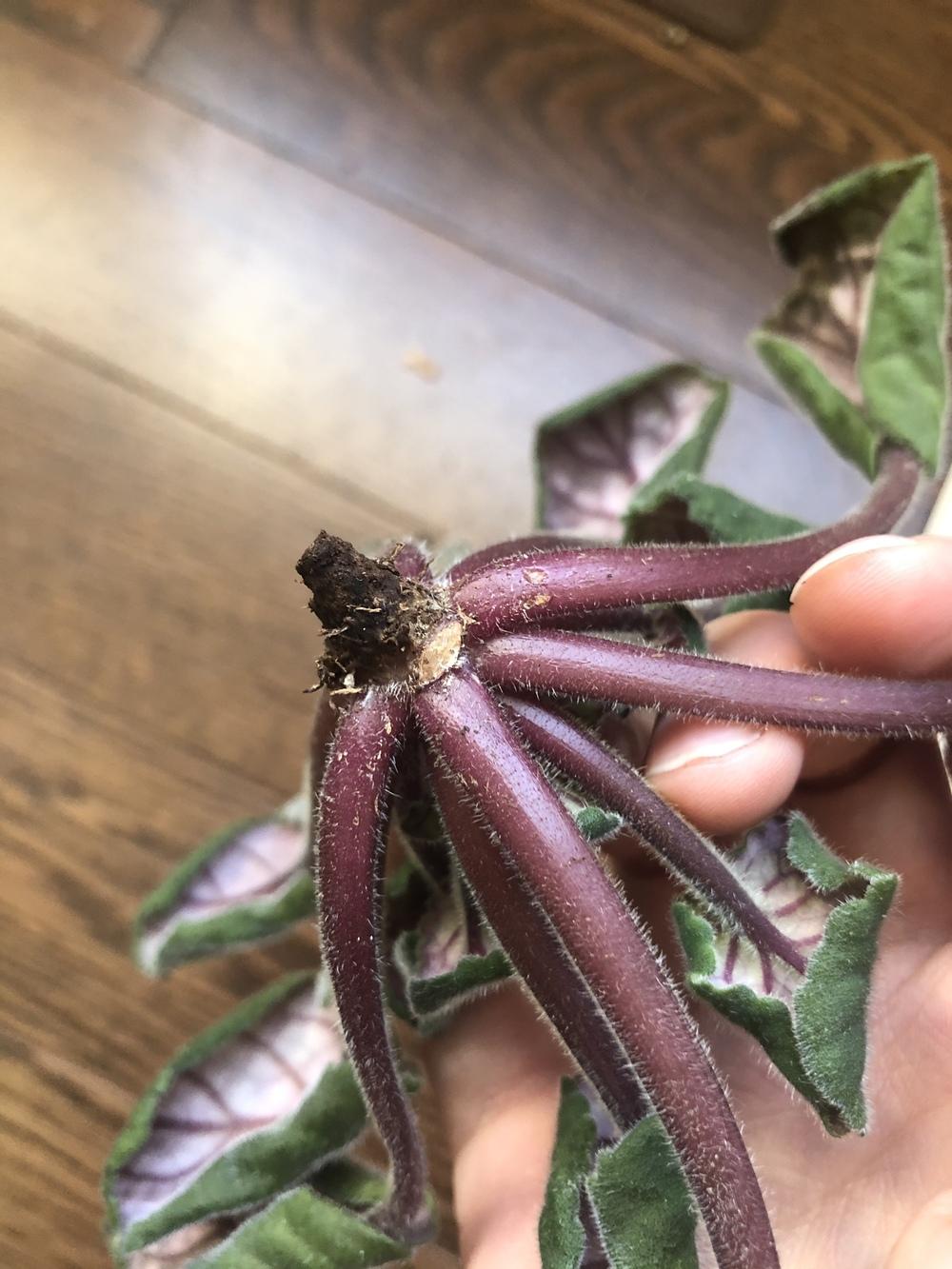 Help! Sad droopy African Violet in the African Violets and Gesneriads