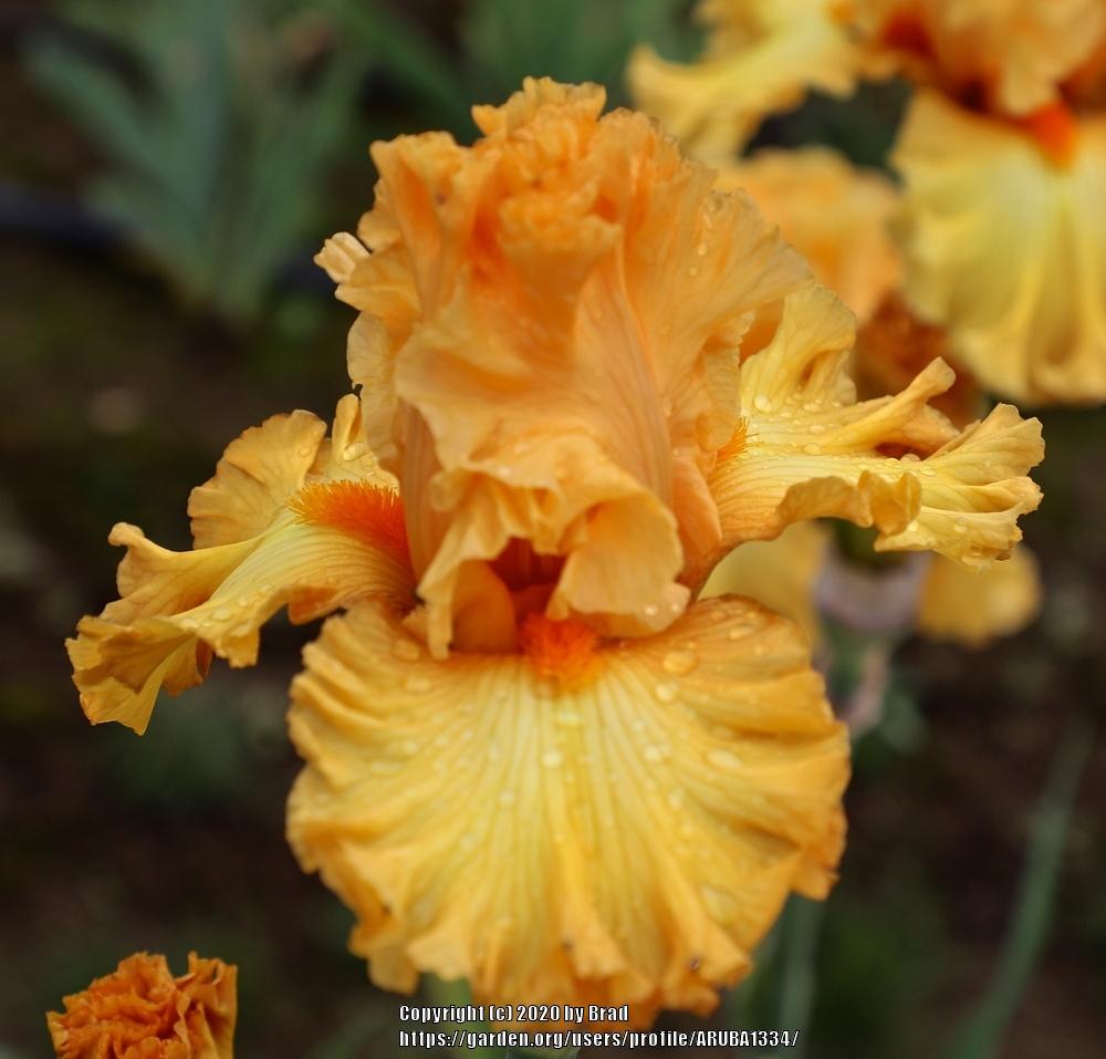 Tall Bearded Iris (Iris 'Orange Temptation') in the Irises Database