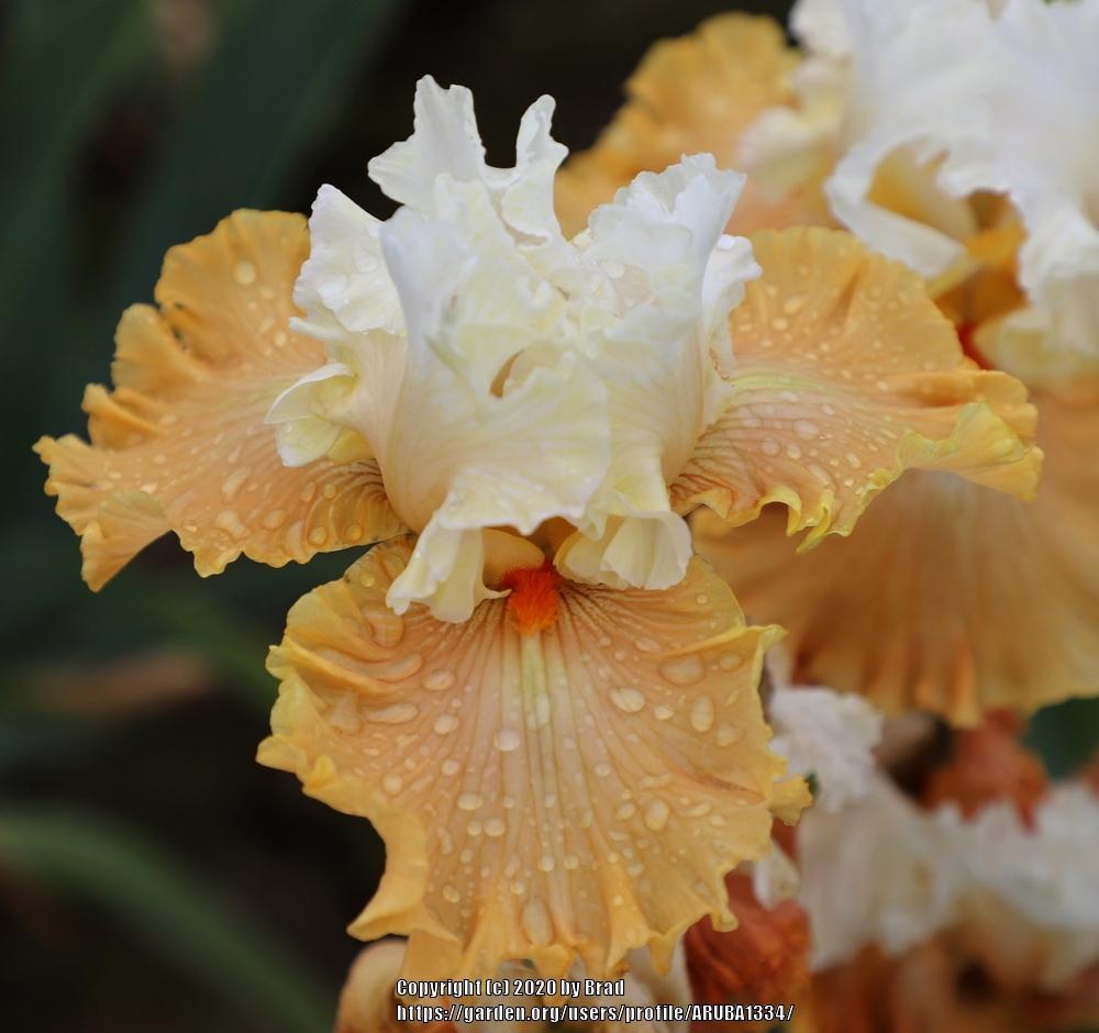 Photo of the bloom of Tall Bearded Iris (Iris to Life') posted by
