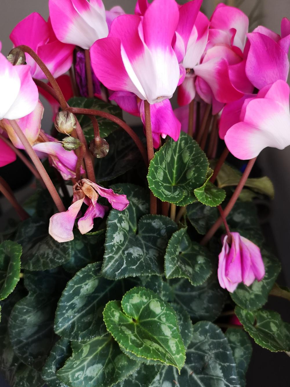 My cyclamen is dying 😭 in the Ask a Question forum