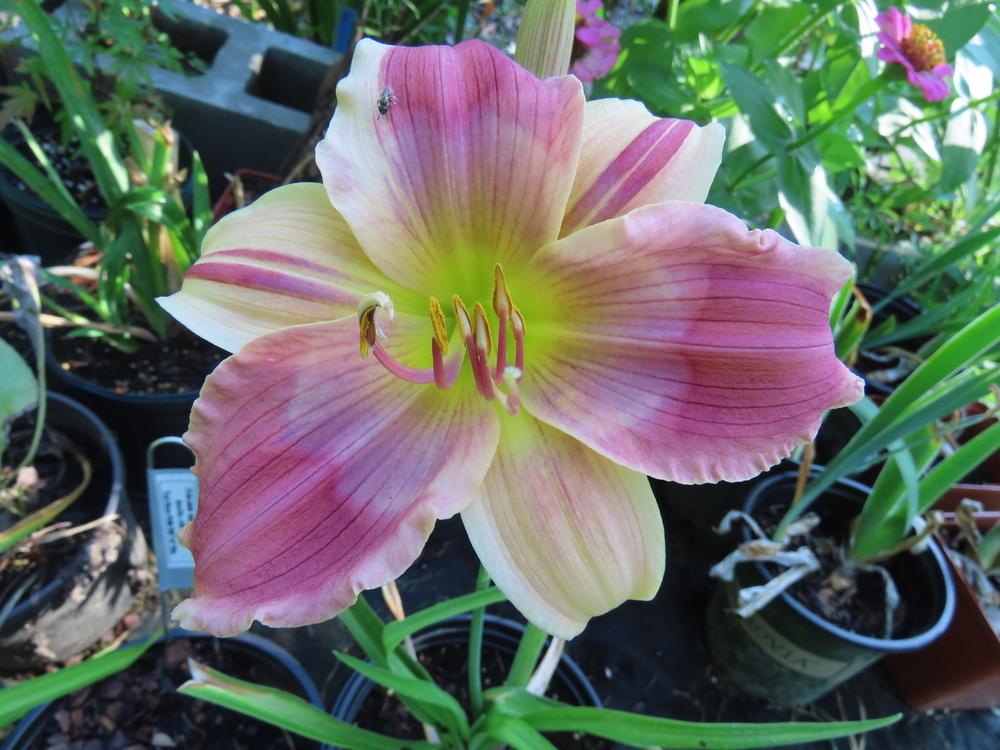 Daylily (Hemerocallis 'Northwood Tie Dye Artist') in the Daylilies