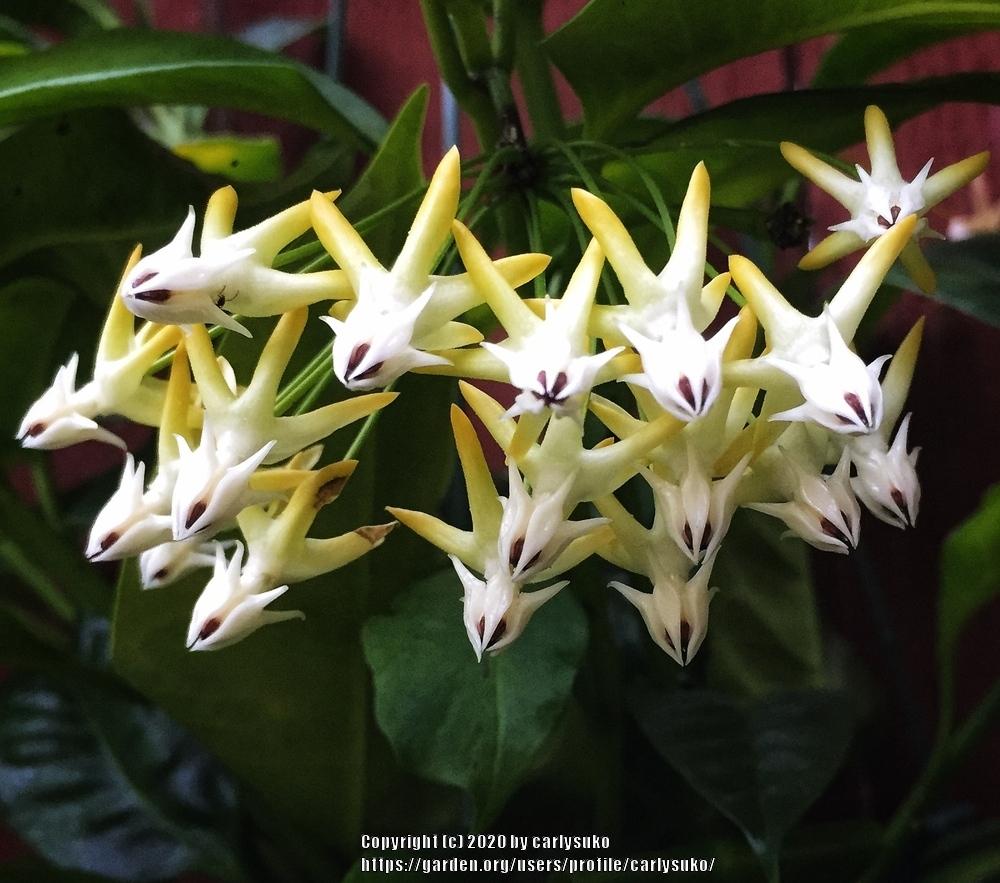 Photo of the bloom of Shooting Star Hoya (Hoya multiflora) posted by
