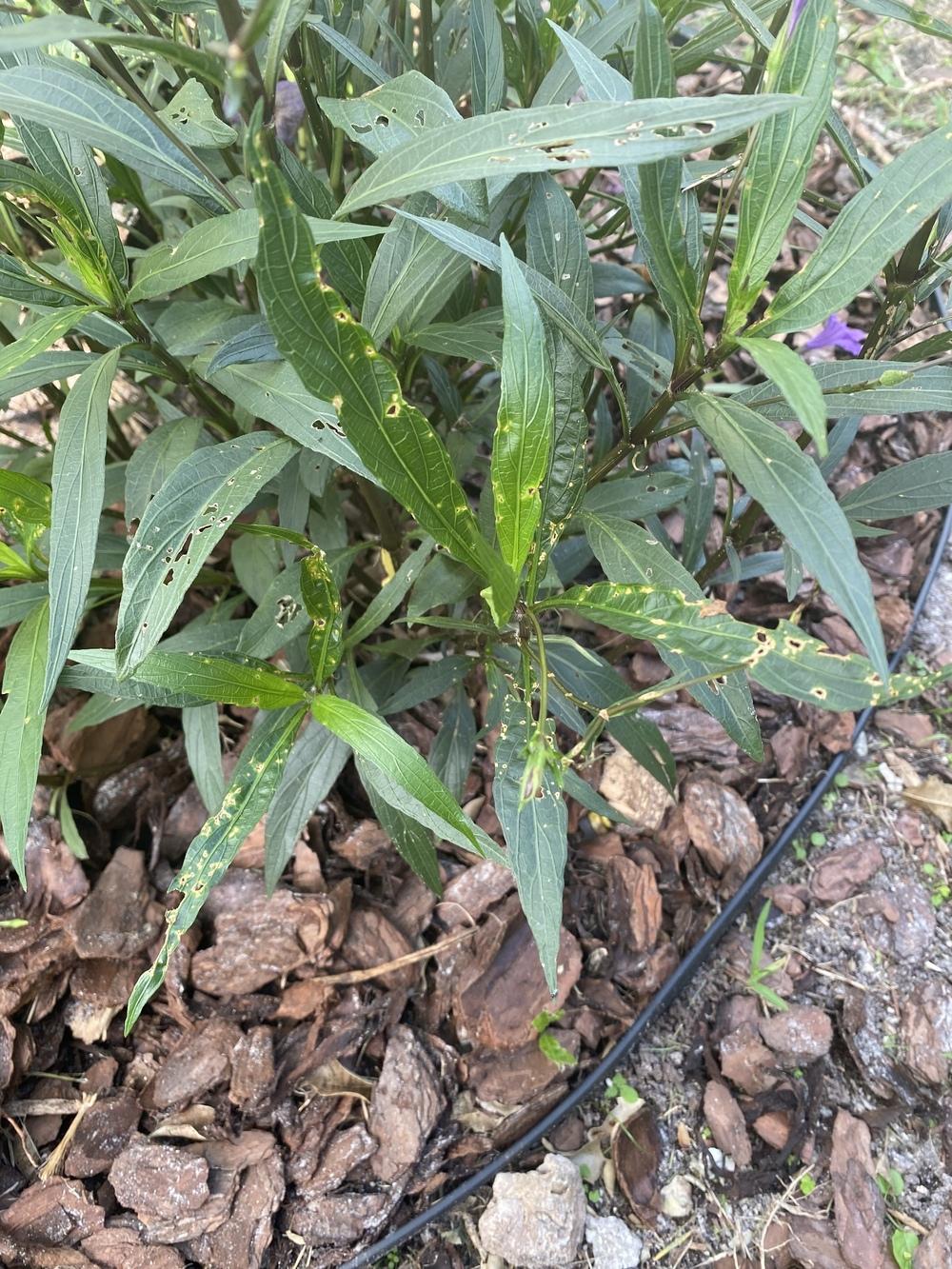 Whats eating my Mexican Petunias? in the Pests and Diseases forum