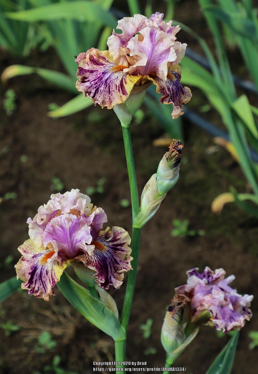 Photo of the bloom of Tall Bearded Iris (Iris 'Wild Streak') posted by