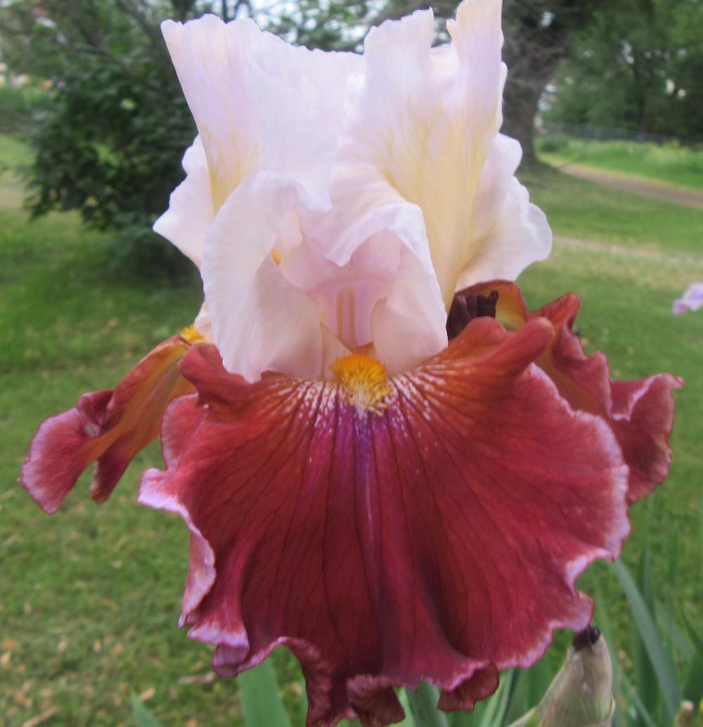 Photo of the bloom of Tall Bearded Iris (Iris 'Lady Leigh') posted by
