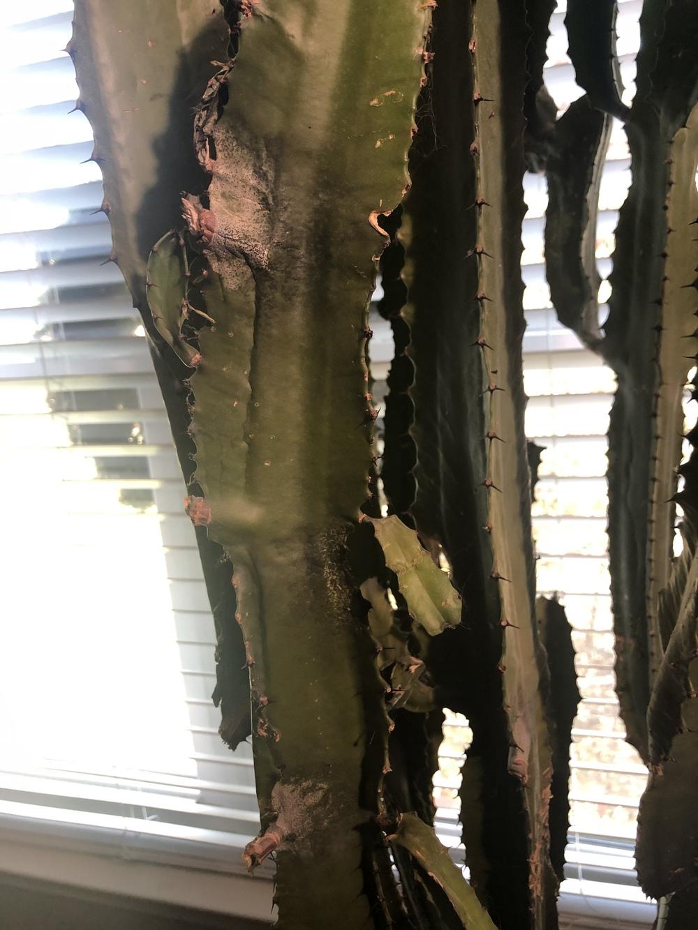 African Milk Tree turning white in the Ask a Question forum