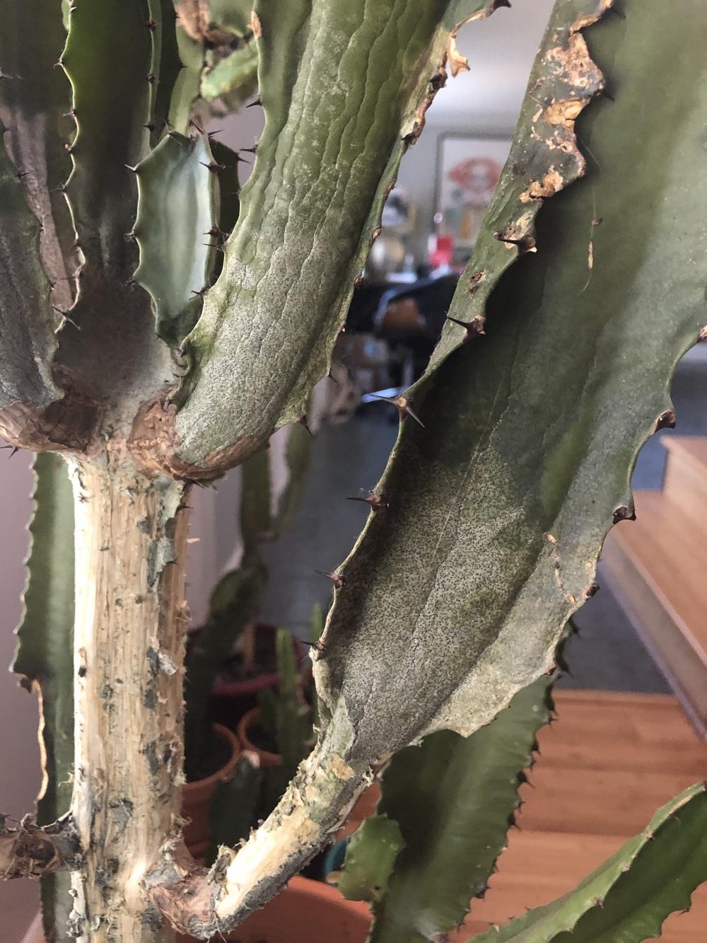 African Milk Tree turning white in the Ask a Question forum