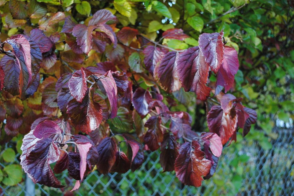 Arrowwood Viburnum (Viburnum dentatum Northern Burgundy®) in the Viburnums Database